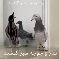 سار و سبز گم شده|حیوانات|مشهد, امیریه|دیوار