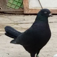 کبوتر تهرانی