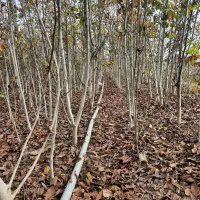 خرمالو گردو|گل و گیاه طبیعی|دلند, |دیوار