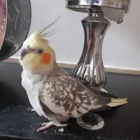 عروس زیبا و تپلی|پرنده|رشت, پاره بیجار|دیوار