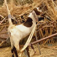 نری سفید پاکستانی چاق بزرگ مناسب کشتن و داشتی