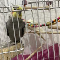 عروس هلندی