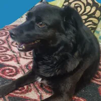 واگذاری حیوان خانگی