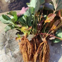 نشا سابرینا خالص