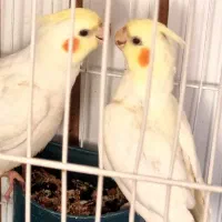 عروس هلندی و مرغ عشق|پرنده|اردبیل, |دیوار