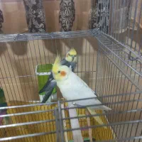 دو عدد عروس هلندی