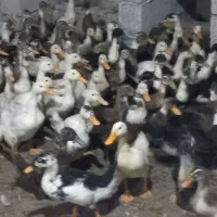 فروش اردک و بوقلمون