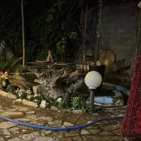 دورهمی پت گربه ها و سگ ها