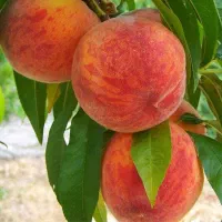 اجاره میوه های هلو زعفرانی هسته جدا کاردی شلیلو|خدمات باغبانی و درختکاری|سامان, |دیوار
