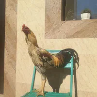 خروس لاری همچی تمام