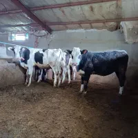 کار گر تمام وقت گاوداری