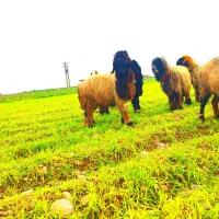 قوچ. کوه قوچ . نرمیش|حیوانات مزرعه|دزفول, |دیوار