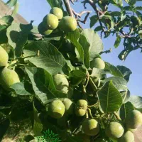 گردو تکان  گردو پایین کن  گردوزن