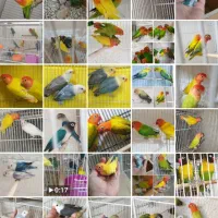 پرورش خانم اقامولد جوجه نرماده کوتوله عروس گرینچیک|پرنده|مشهد, آبکوه|دیوار