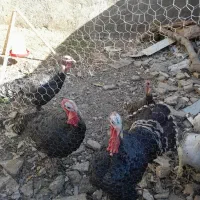 بوقلمون یک ساله