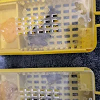 ملکه زنبور عسل