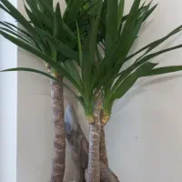 پرستار سالمند