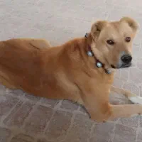 سگ تایباد مناسب نگهبانی