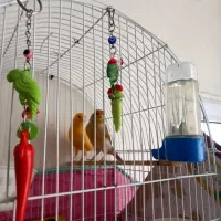 قناری سالم وسرحال