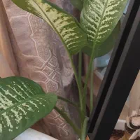 فروش گل های طبیعی  گلخانه ای
