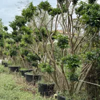 لاوسون و مورت ( کاج طلایی)|گل و گیاه طبیعی|شیرود, |دیوار