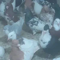 کبوتر رنگه سار  و سرور سبز  قره|پرنده|گلبهار, شهر جدید گلبهار|دیوار