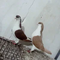 کبوتر|پرنده|شوشتر, |دیوار