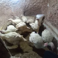 11عدد بوقلمون سفید