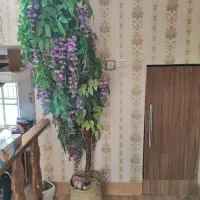 گل اقاقیا بنفش