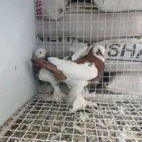 کفتر بادکنکی|پرنده|قم, هفت تیر|دیوار