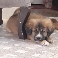 پیکینز سگ خونگی بی صدا