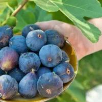 ارائه نهال انجیر سیاه فصل