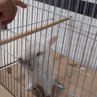 خرگوش و بندر گردی|موش و خرگوش|شیراز, میرزاکوچک خان|دیوار