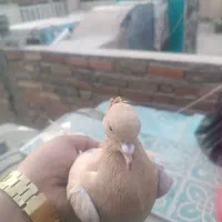 کفتر ماده زرد رنگی عالی