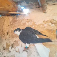 حیون پرشی|پرنده|تربت‌حیدریه, داروپخش|دیوار