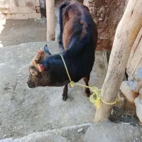 فروش گوساله رسمی  ماده چاق