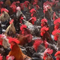 خروس و مرغ  تخمگذار محلی  ۷ماهه درجه یک