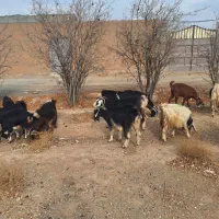 بز و بزغاله