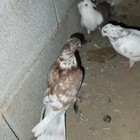 کبوتر دورگ|پرنده|کلاله, |دیوار