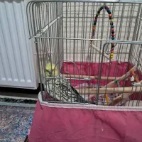 عروس هلندی نر سنخنگو