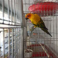 خورشیدی سان کانور ماده|پرنده|کاشمر, |دیوار