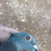 دوبر ماده|پرنده|اردبیل, |دیوار