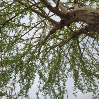 ۱۰۰ متر زمین با آب و برق زاک ماریان شاهنامه۶۹ توس