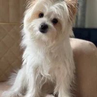 سگ شیدزو پامرین