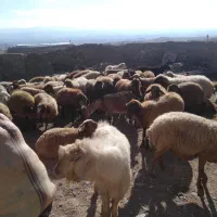 پشم گوسفندی|رختخواب، بالش، پتو|خواجه, |دیوار