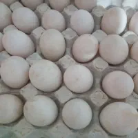 تخم اردک محلی و تخم دوزرده اردک