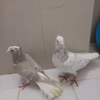 کبوتر هفترنگ دم سفید|پرنده|پاکدشت, پاکدشت (مامازند)|دیوار