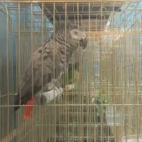 شاه کاسکو آماده
