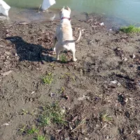 سگ پیت بول|سگ|لاهیجان, کوی خزر|دیوار