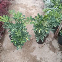 فروش گل و گیاه عمده